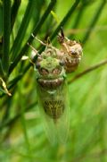 Lyristes plebejus